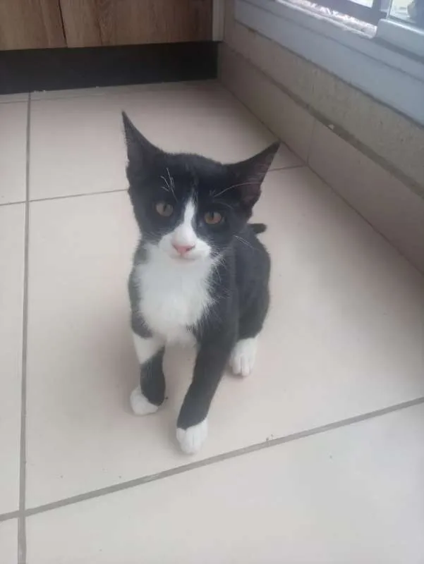 Gato ra a SRD idade 2 a 6 meses nome  4 filhotes