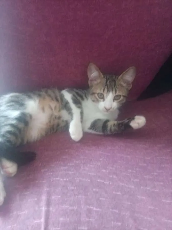 Gato ra a SRD idade 2 a 6 meses nome  4 filhotes