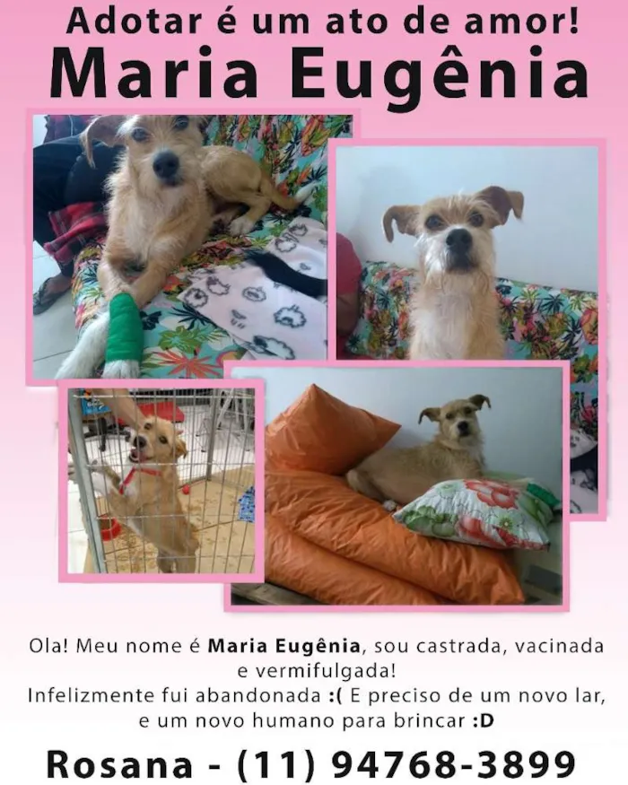 Cachorro ra a SRD idade 2 anos nome Maria Eugênia