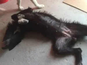 Cachorro raça Koquer idade 2 anos nome ?