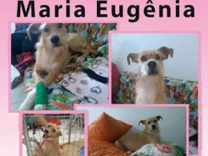 Cachorro raça SRD idade 2 anos nome Maria Eugênia