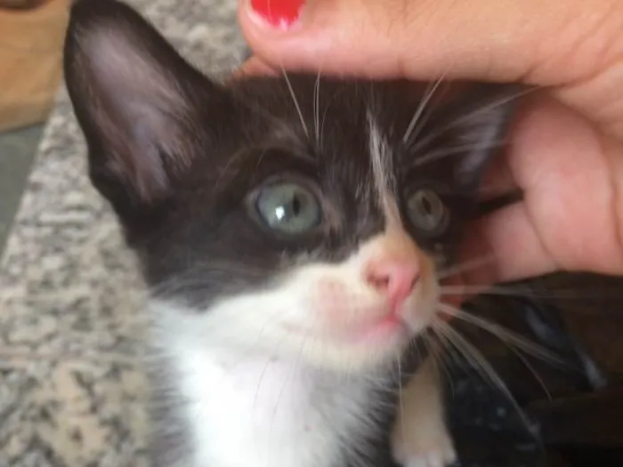 Gato ra a  idade 2 a 6 meses nome Não tem  nome