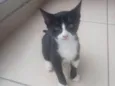 4 filhotes