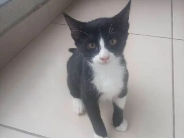 Gato ra a SRD idade 2 a 6 meses nome  4 filhotes