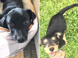 Cachorro raça Indefinida  idade 2 a 6 meses nome Negão e pitoco