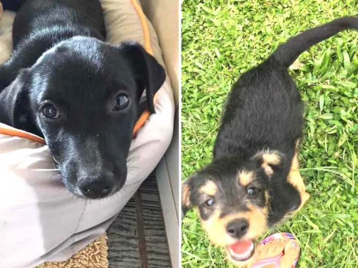 Cachorro ra a Indefinida  idade 2 a 6 meses nome Negão e pitoco