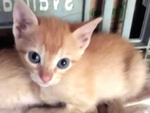 Gato raça Indefinido idade Abaixo de 2 meses nome Sem nome