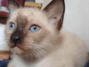 Gato raça  idade Abaixo de 2 meses nome SEM NOME