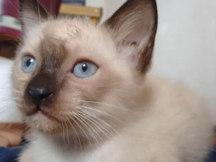 Gato ra a  idade Abaixo de 2 meses nome SEM NOME