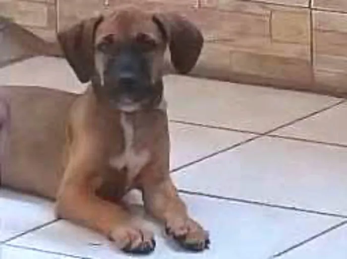 Cachorro ra a Viralata idade 2 a 6 meses nome Milo