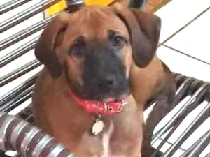 Cachorro raça Viralata idade 2 a 6 meses nome Milo