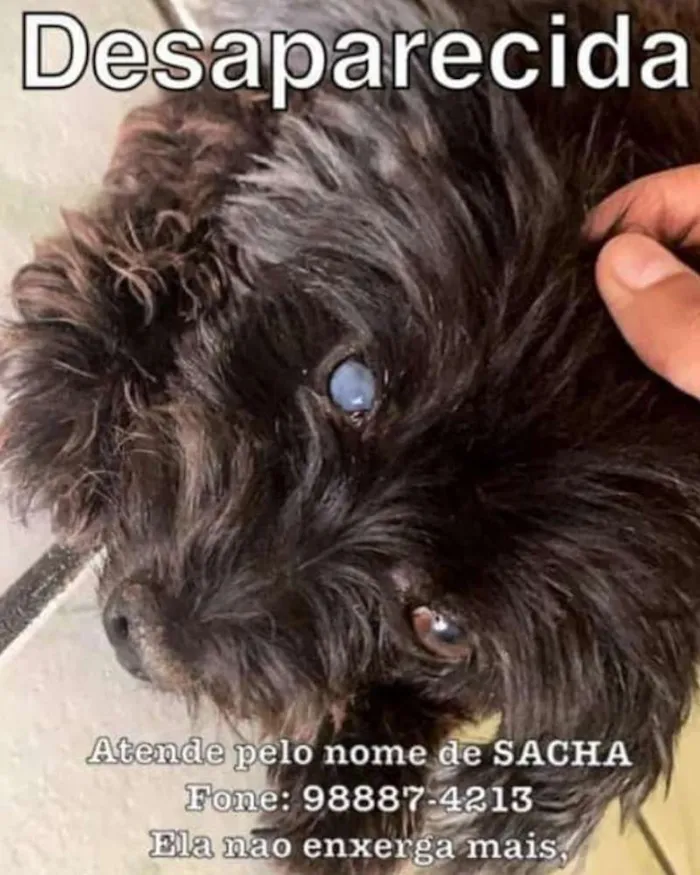 Cachorro ra a  idade 6 ou mais anos nome Sacha