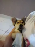 Scooby
