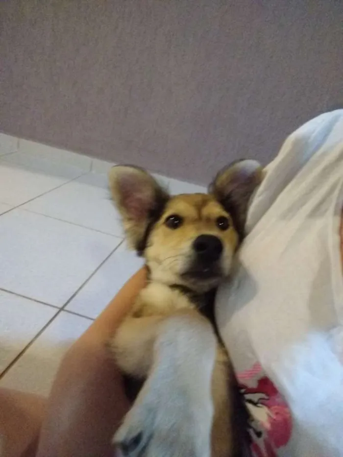 Cachorro raça Não definida idade 2 a 6 meses nome Scooby