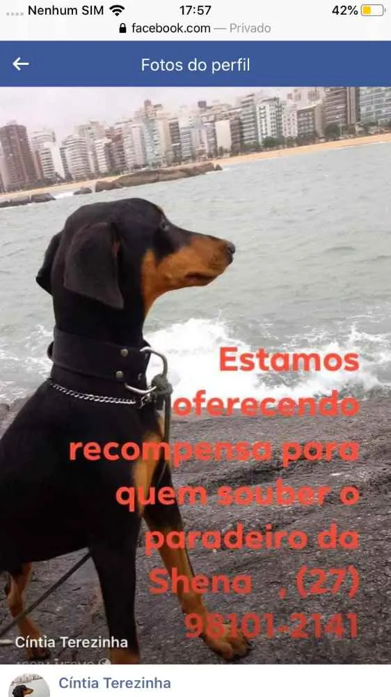 Cachorro ra a doberman idade 2 a 6 meses nome Shena 