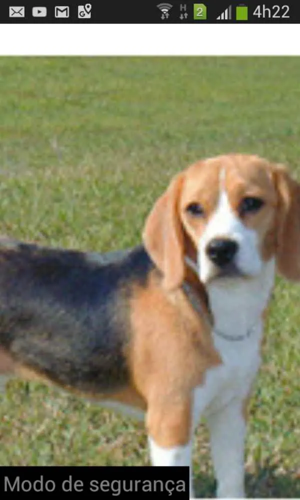 Cachorro ra a Beagle idade 2 anos nome Thor