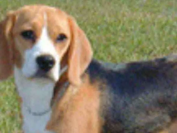 Cachorro ra a Beagle idade 2 anos nome Thor