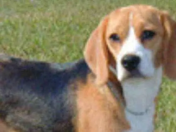 Cachorro ra a Beagle idade 2 anos nome Thor