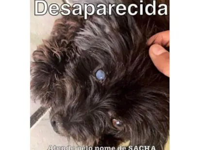 Cachorro raça  idade 6 ou mais anos nome Sacha