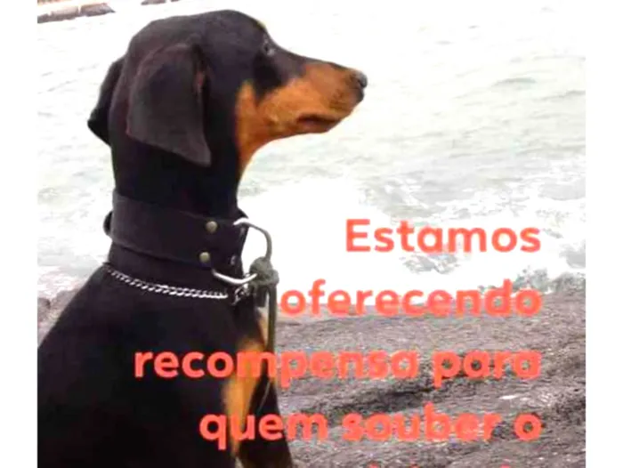 Cachorro ra a doberman idade 2 a 6 meses nome Shena 