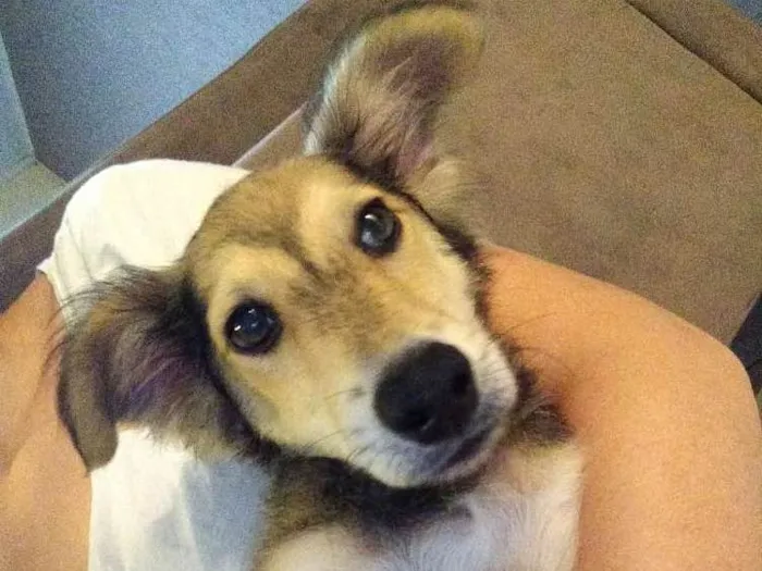 Cachorro raça Não definida idade 2 a 6 meses nome Scooby