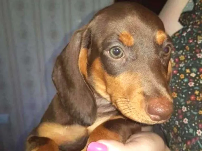 Cachorro ra a BASSET COM VIRA LATA idade 5 anos nome SERENA