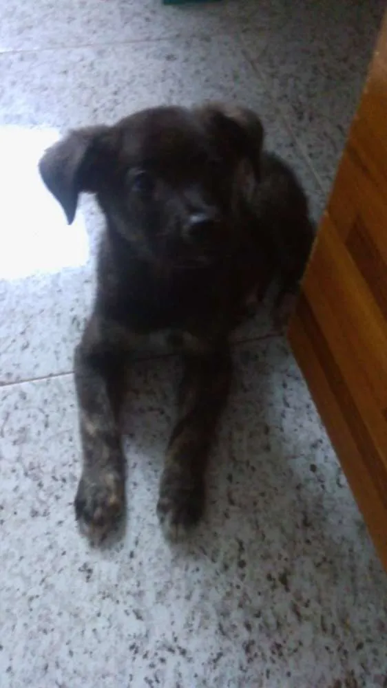 Cachorro ra a SRD idade 2 a 6 meses nome Belinha