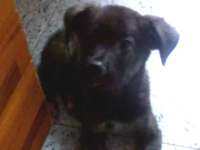 Cachorro ra a SRD idade 2 a 6 meses nome Belinha