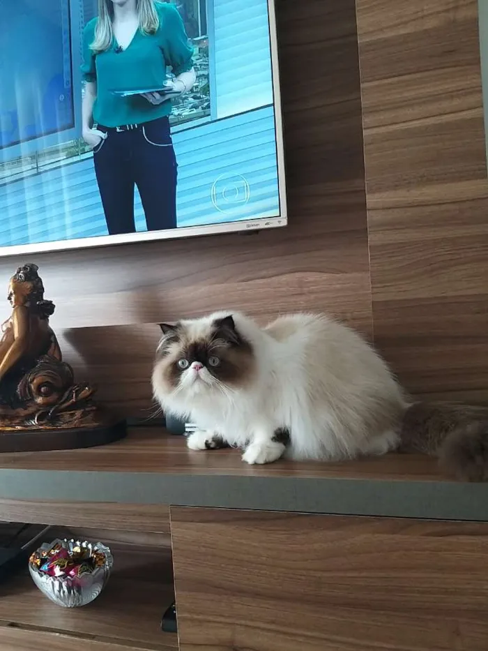 Gato ra a Persa do Himalaia idade 7 a 11 meses nome Rachid
