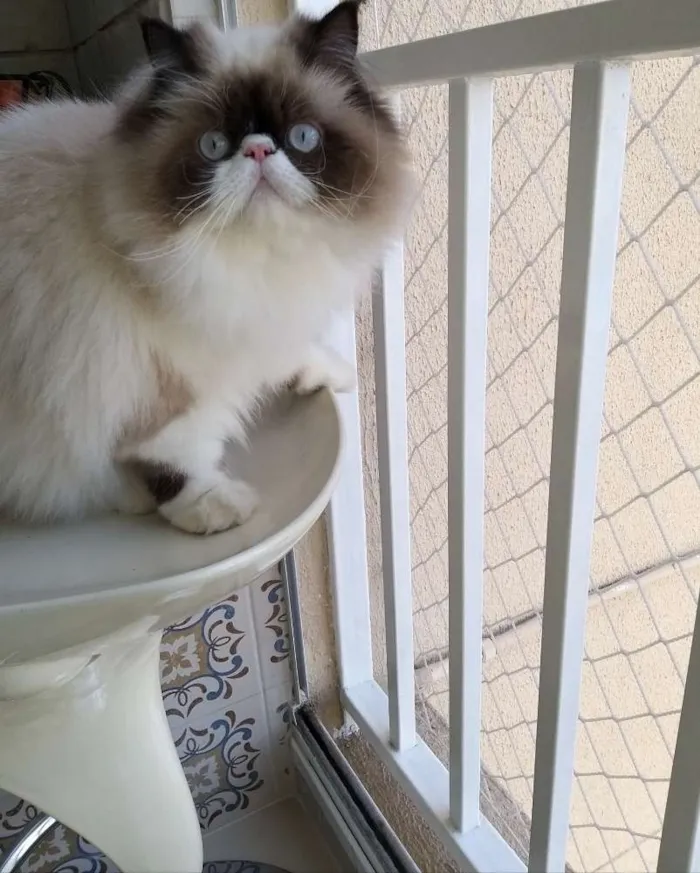 Gato ra a Persa do Himalaia idade 7 a 11 meses nome Rachid