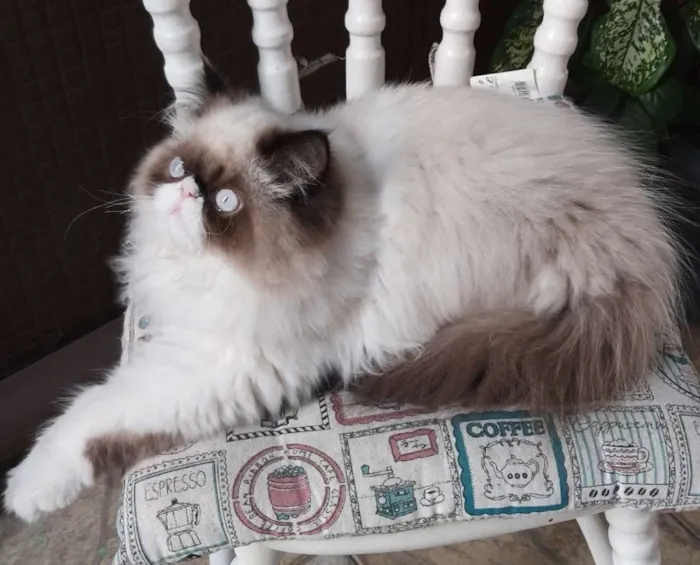 Gato ra a Persa do Himalaia idade 7 a 11 meses nome Rachid