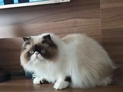 Gato ra a Persa do Himalaia idade 7 a 11 meses nome Rachid