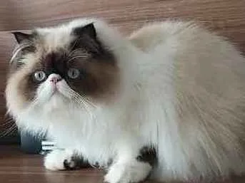 Gato ra a Persa do Himalaia idade 7 a 11 meses nome Rachid