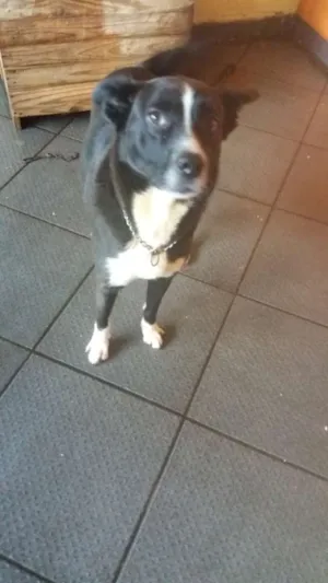 Cachorro raça mesturada idade 2 a 6 meses nome Lucky