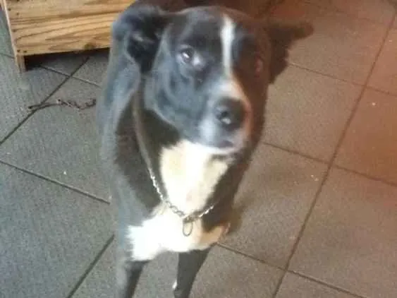 Cachorro ra a mesturada idade 2 a 6 meses nome Lucky