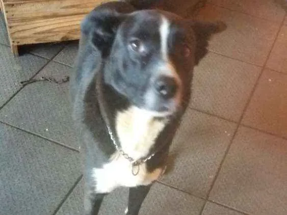Cachorro ra a mesturada idade 2 a 6 meses nome Lucky