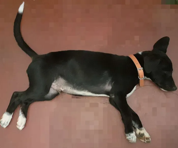 Cachorro ra a Vira laya idade 2 a 6 meses nome Thor
