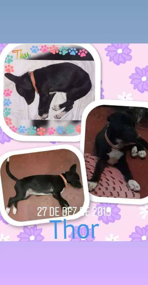 Cachorro ra a Vira laya idade 2 a 6 meses nome Thor