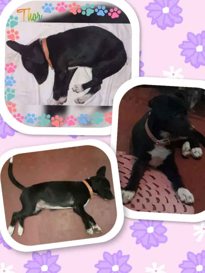 Cachorro ra a Vira laya idade 2 a 6 meses nome Thor