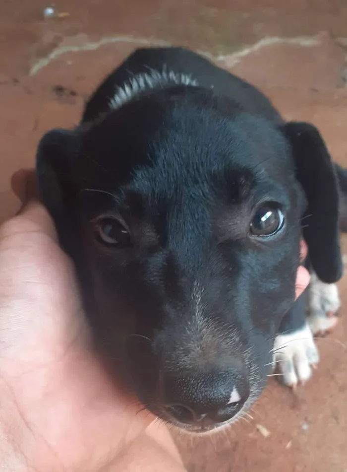 Cachorro ra a Vira laya idade 2 a 6 meses nome Thor