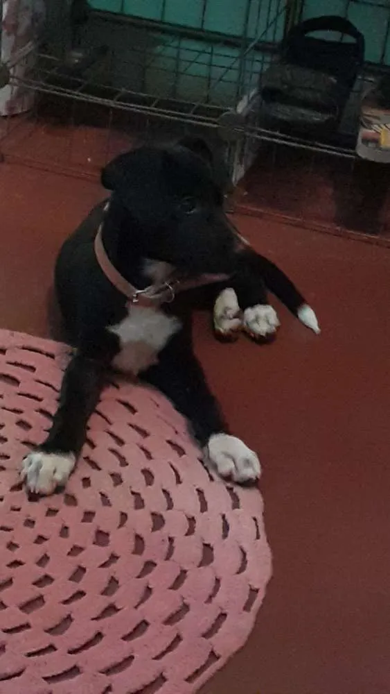 Cachorro ra a Vira laya idade 2 a 6 meses nome Thor