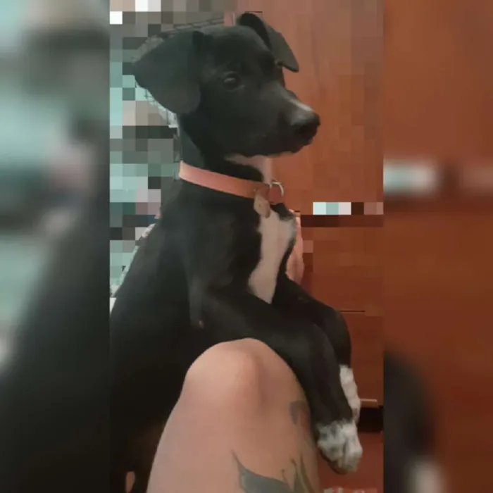 Cachorro ra a Vira laya idade 2 a 6 meses nome Thor
