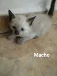 Leo
