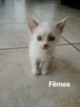 Docinho 