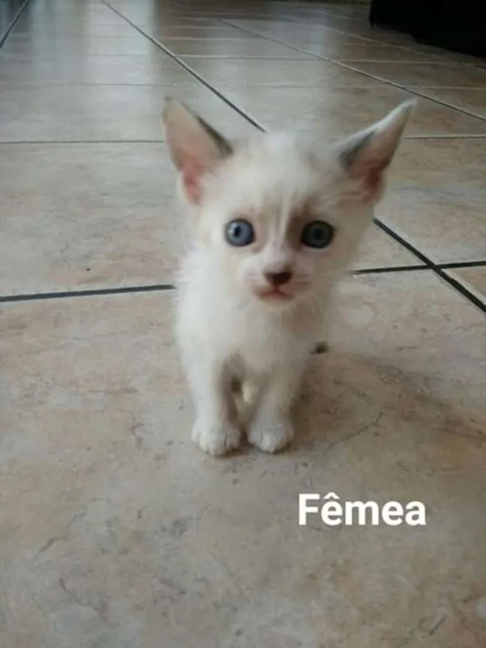 Gato ra a Ciames  idade 2 a 6 meses nome Docinho 