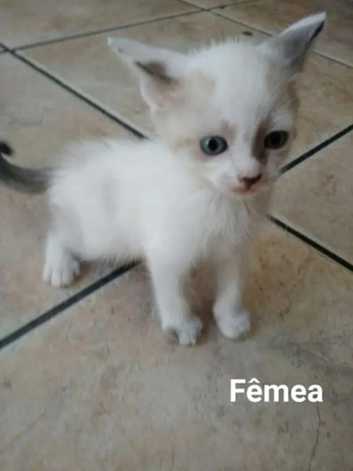 Gato ra a Ciames  idade 2 a 6 meses nome Clarinha