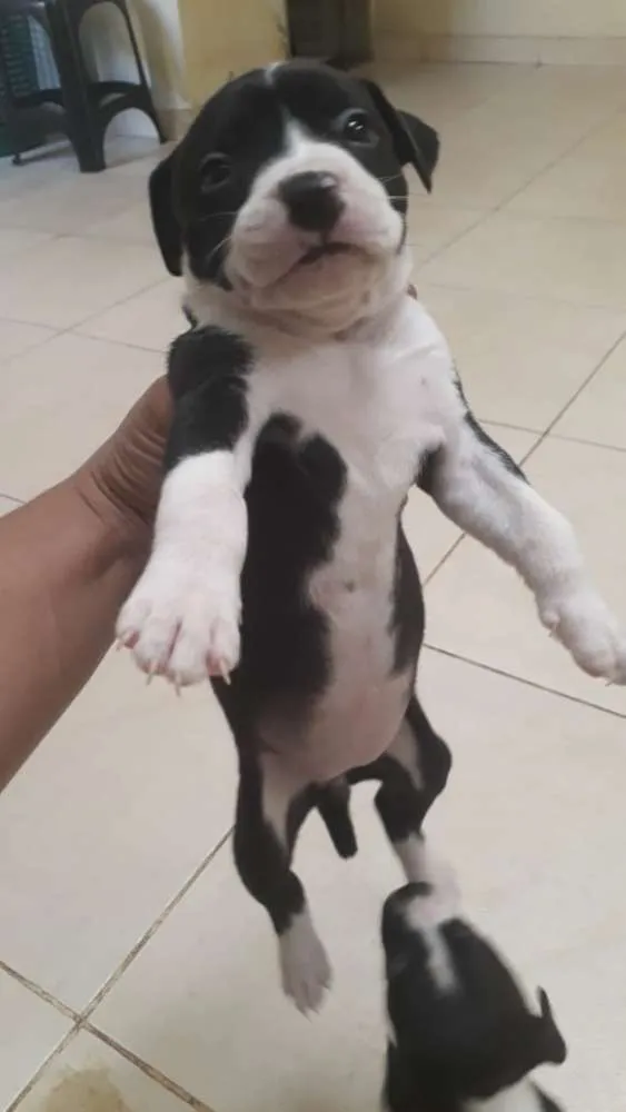 Cachorro ra a Pit Bull Starffodchire idade Abaixo de 2 meses nome Bela, Mel e Lisa