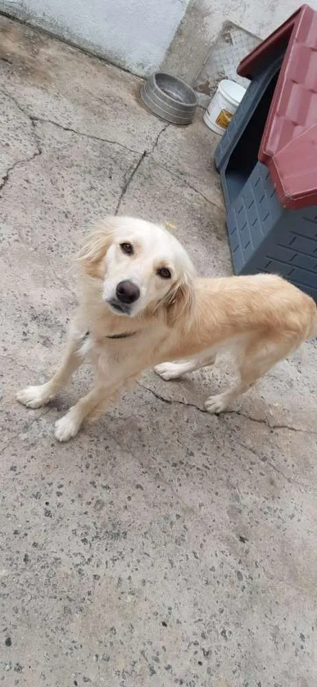 Cachorro ra a Vira lata idade 2 anos nome Lua