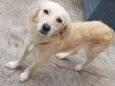 Lua