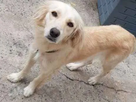 Cachorro ra a Vira lata idade 2 anos nome Lua